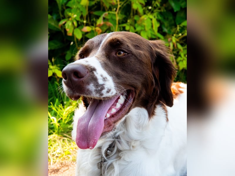 Wurfankündigung,  Drentsche Patrijshond