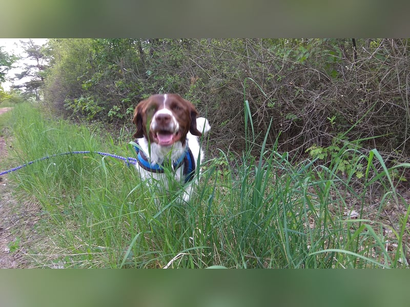 Wurfankündigung,  Drentsche Patrijshond