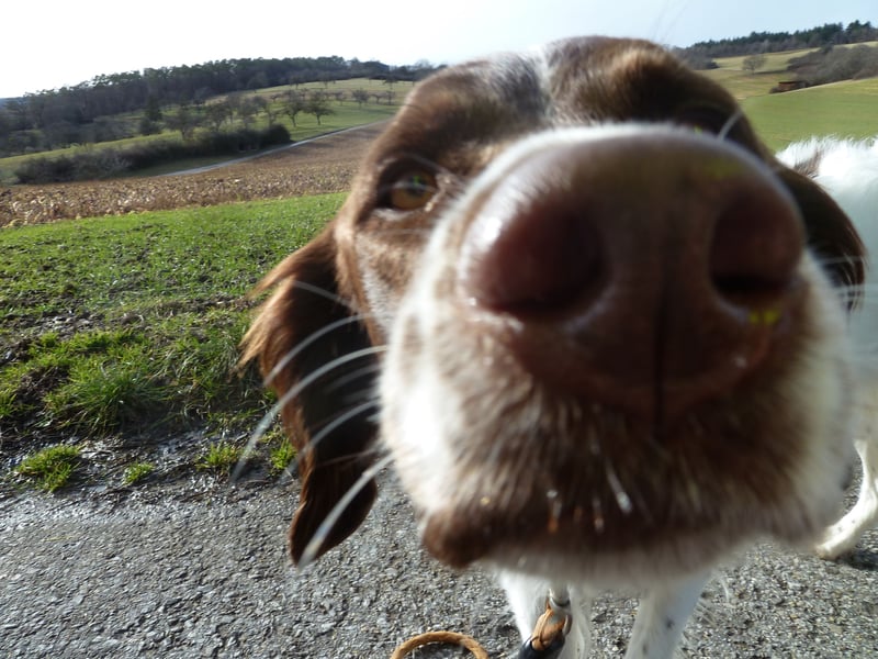 Wurfankündigung,  Drentsche Patrijshond