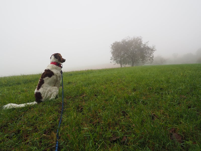 Wurfankündigung,  Drentsche Patrijshond