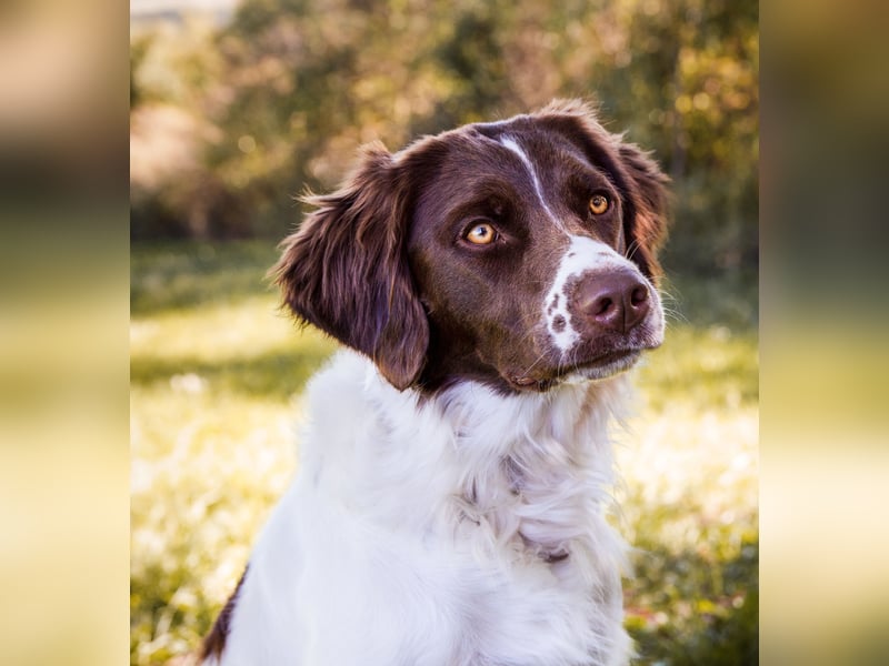 Wurfankündigung,  Drentsche Patrijshond