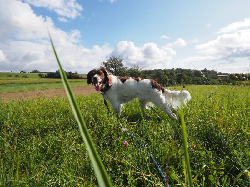 Wurfankündigung,  Drentsche Patrijshond