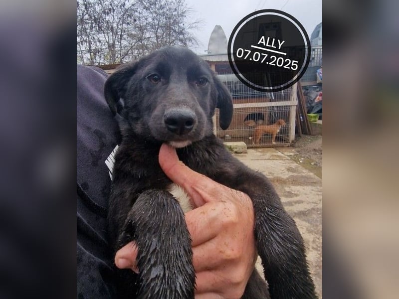 Dringend PFLEGESTELLEN gesucht!