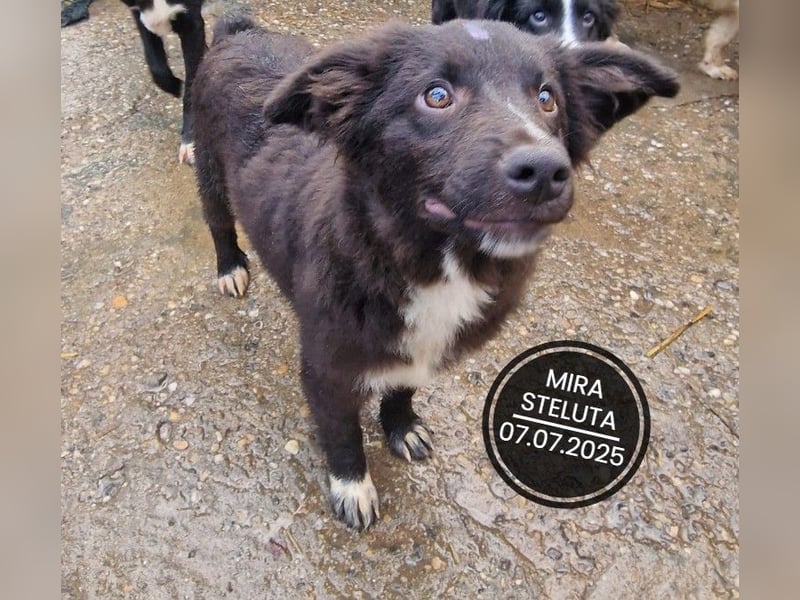 Dringend PFLEGESTELLEN gesucht!