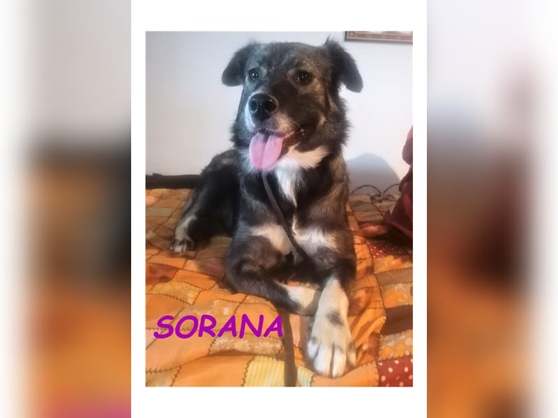 Dringend PFLEGESTELLEN gesucht!