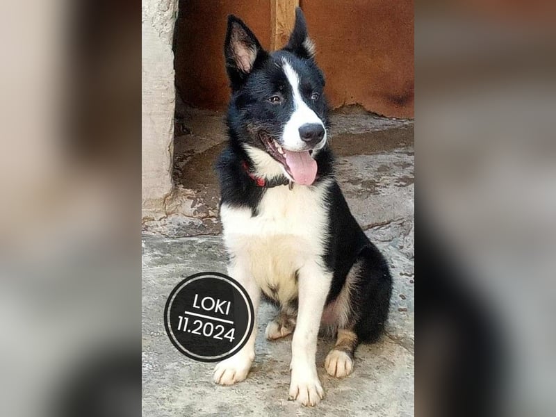 Dringend PFLEGESTELLEN gesucht!