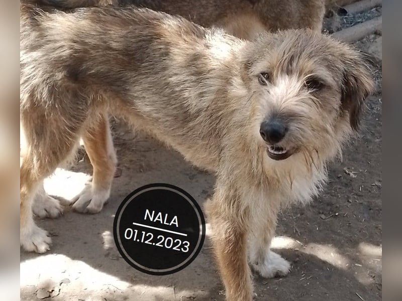 Dringend PFLEGESTELLEN gesucht!