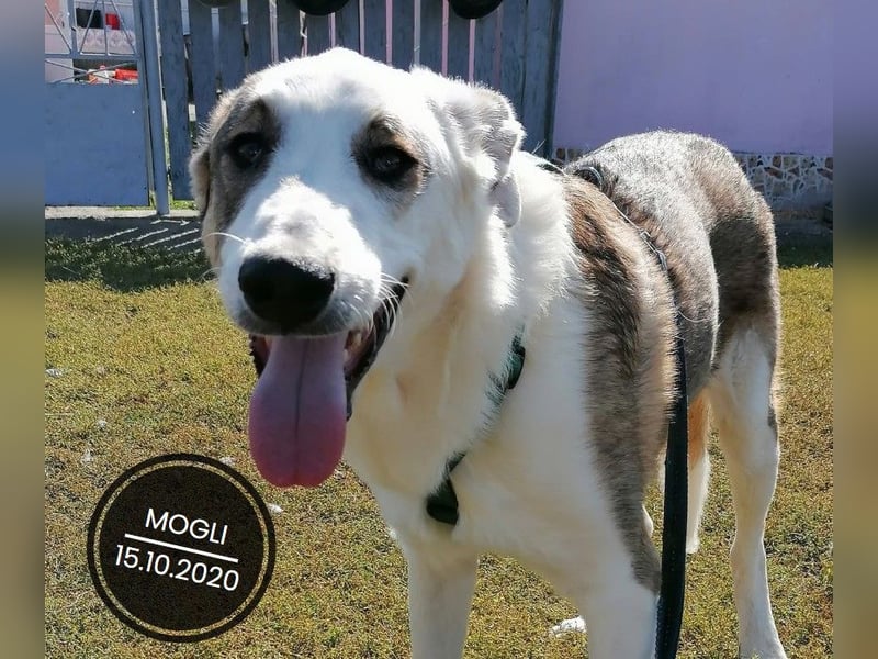 Dringend PFLEGESTELLEN gesucht!