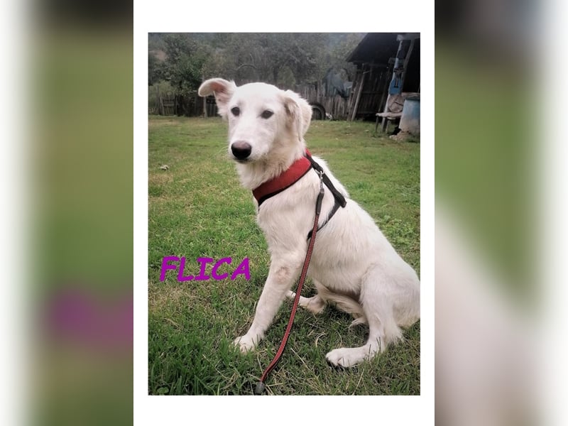 Dringend PFLEGESTELLEN gesucht!