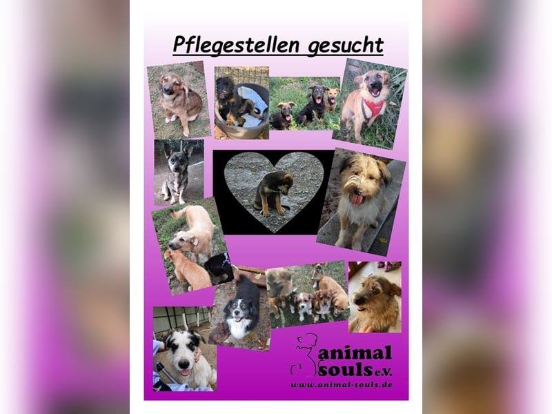 Dringend PFLEGESTELLEN gesucht!