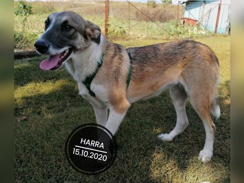 Dringend PFLEGESTELLEN gesucht!