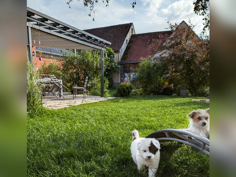 Elo-Welpen Wurfplanung für Ende Mai 2025 in Franken