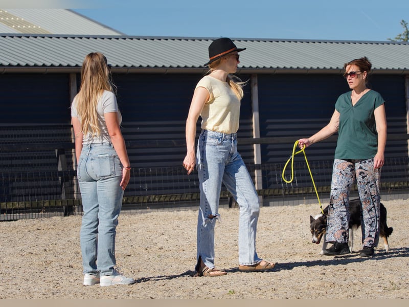 Endlich ein entspannter Hund (Hundetraining) mobil in SH