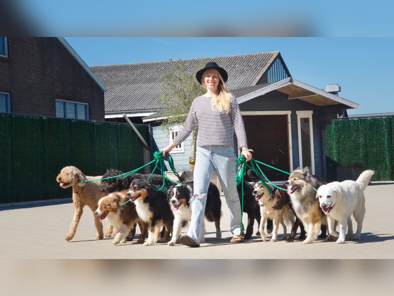 Endlich ein entspannter Hund (Hundetraining) mobil in SH