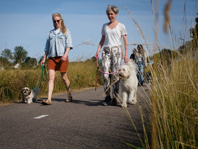 Endlich ein entspannter Hund (Hundetraining) mobil in SH
