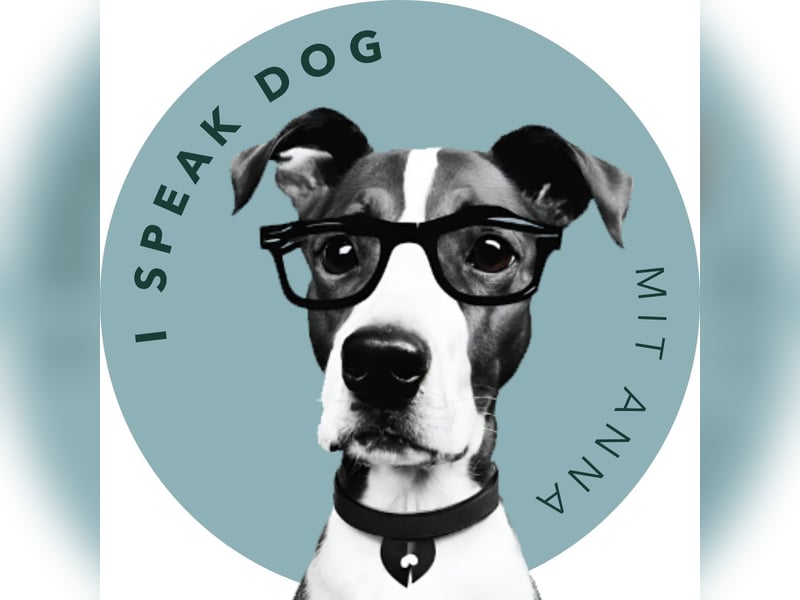 Endlich ein entspannter Hund (Hundetraining) mobil in SH