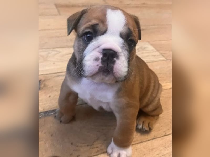 Englische bulldogge Hündin – geimpft, entwurmt, gechipt, mit EU-Heimtierausweis