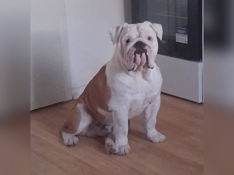Englische bulldogge