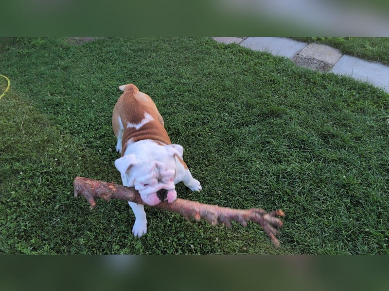 Englische bulldogge