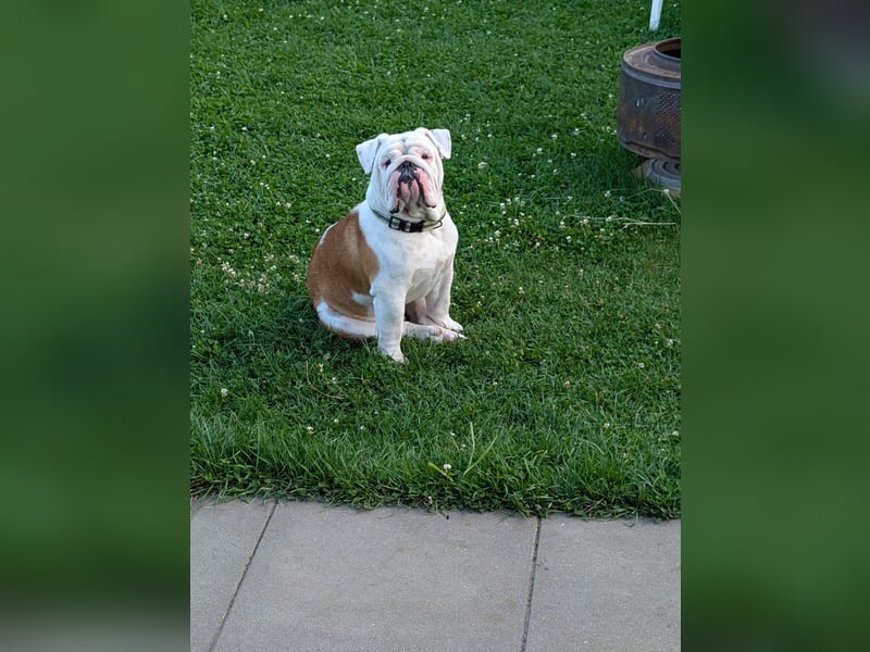 Englische bulldogge