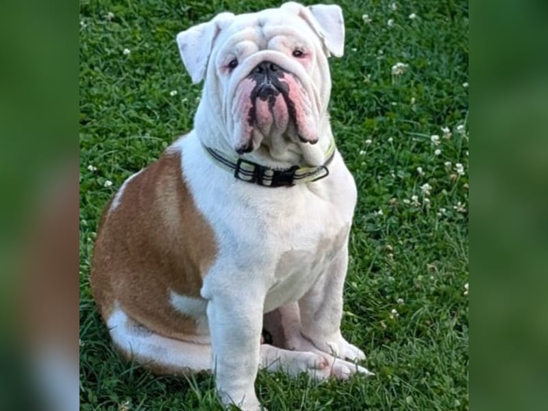 Englische bulldogge