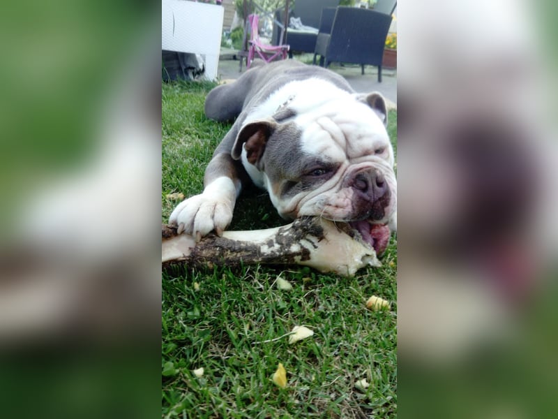 Old Englisch Bulldog Deckrüde reinrassig