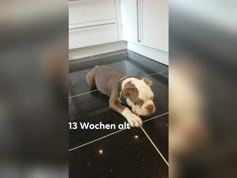 Old Englisch Bulldog Deckrüde reinrassig