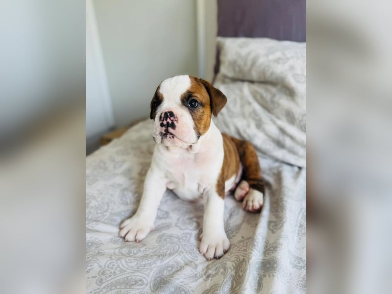 Englische bulldogge   Hündin – geimpft, entwurmt, gechipt, mit EU-Heimtierausweis