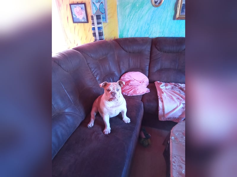 Sehr seltene reinrassige englische Bulldogge mit Papieren