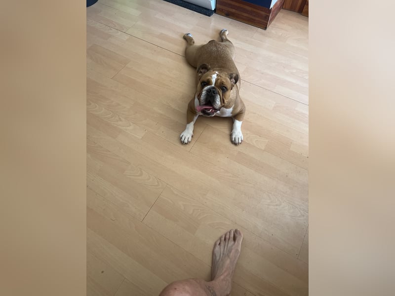 Englische Bulldogge 20 Monate