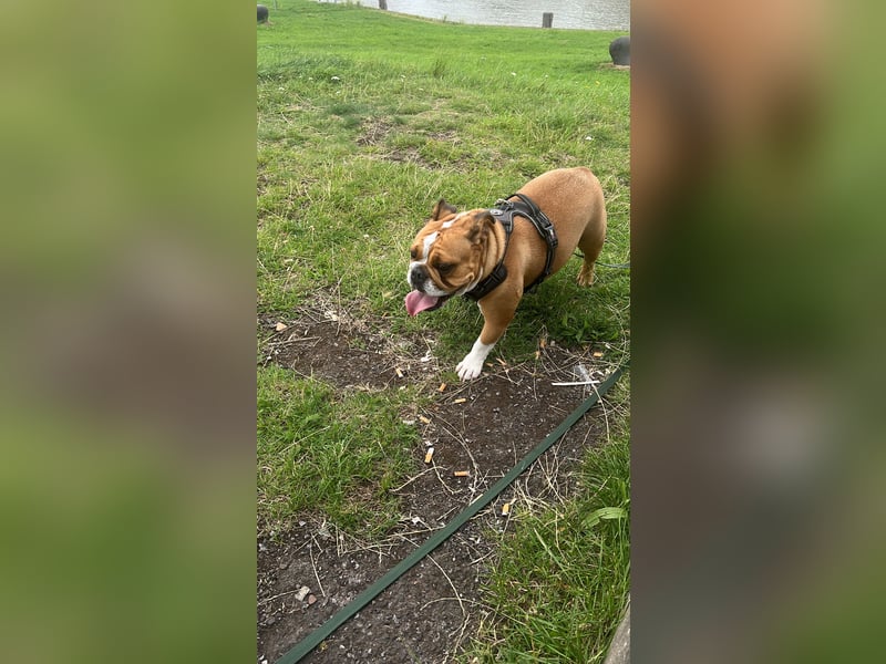 Englische Bulldogge 20 Monate