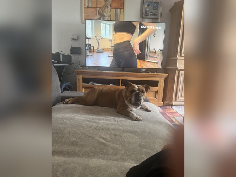 Englische Bulldogge 20 Monate