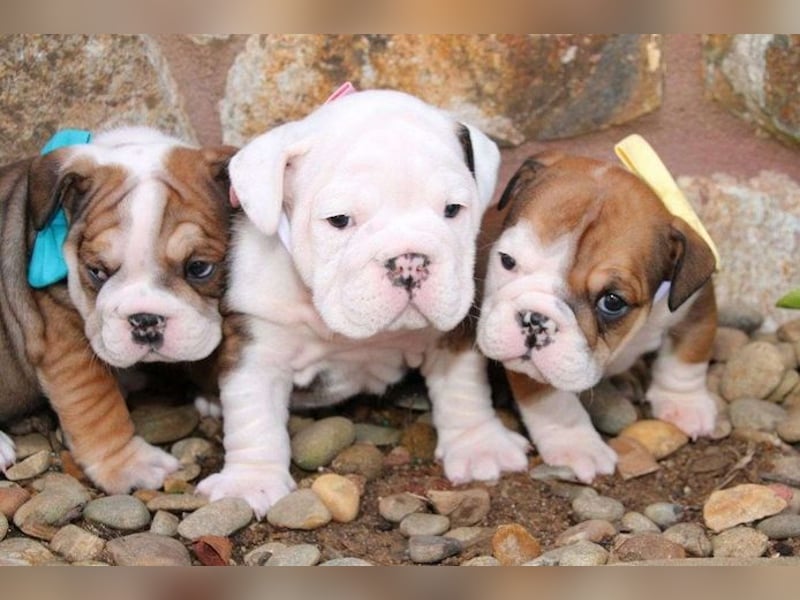 English bulldogge   Hündin – geimpft, entwurmt, gechipt, mit EU-Heimtierausweis English bulldogge   Hündin – geimpft, entwurmt, gechipt, mit EU-Heimtierausweis