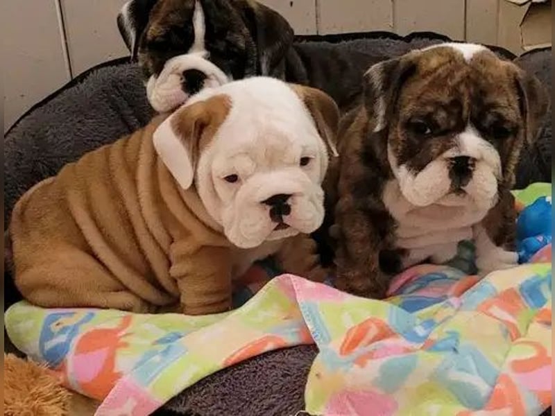 English bulldogge   Hündin – geimpft, entwurmt, gechipt, mit EU-Heimtierausweis English bulldogge   Hündin – geimpft, entwurmt, gechipt, mit EU-Heimtierausweis
