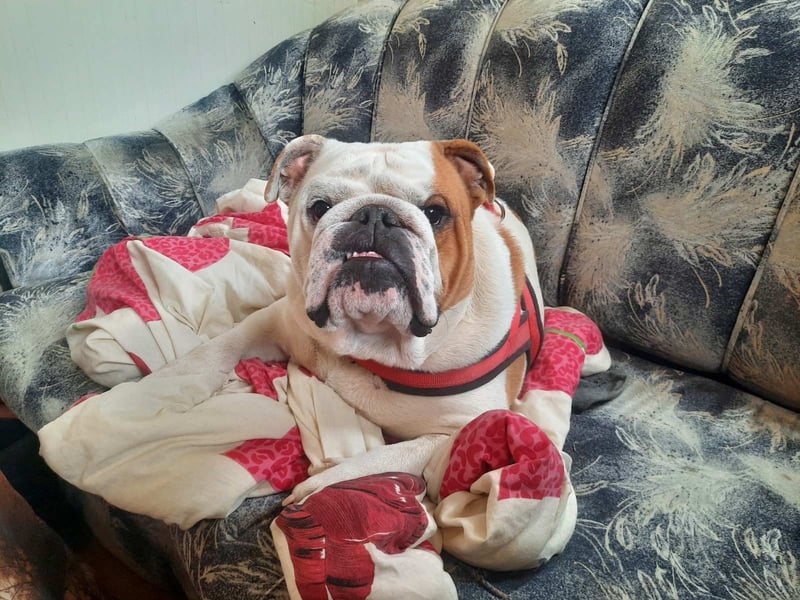 ❤️Shaggy...kleiner, 1J., English Bulldog-Bub sucht die große Liebe❤️