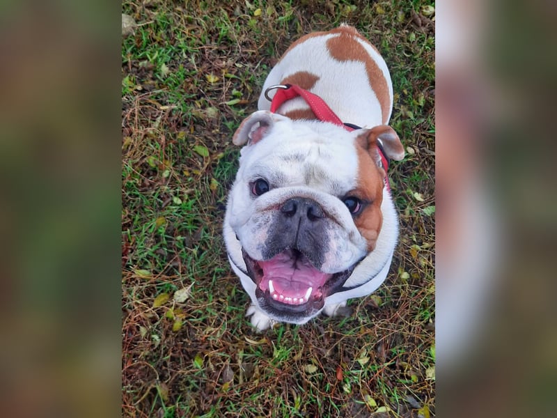 ❤️Shaggy...kleiner, 1J., English Bulldog-Bub sucht die große Liebe❤️