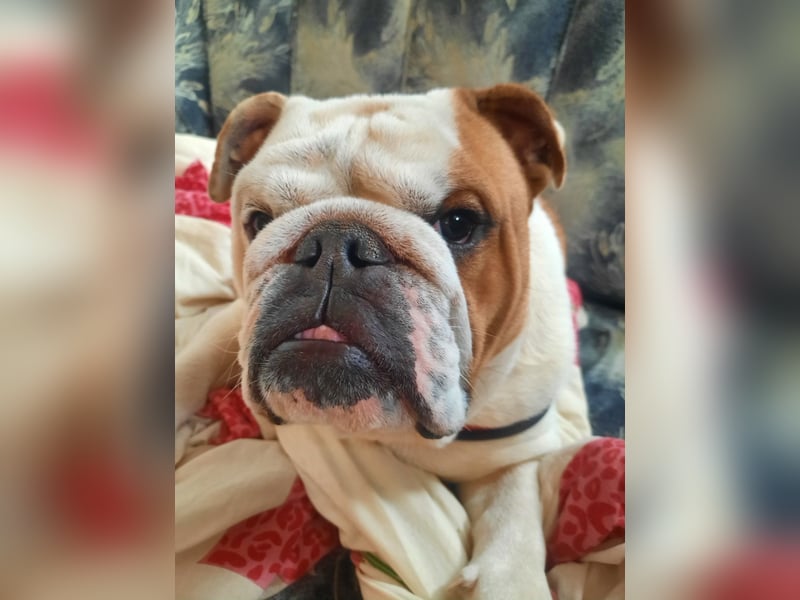 ❤️Shaggy...kleiner, 1J., English Bulldog-Bub sucht die große Liebe❤️