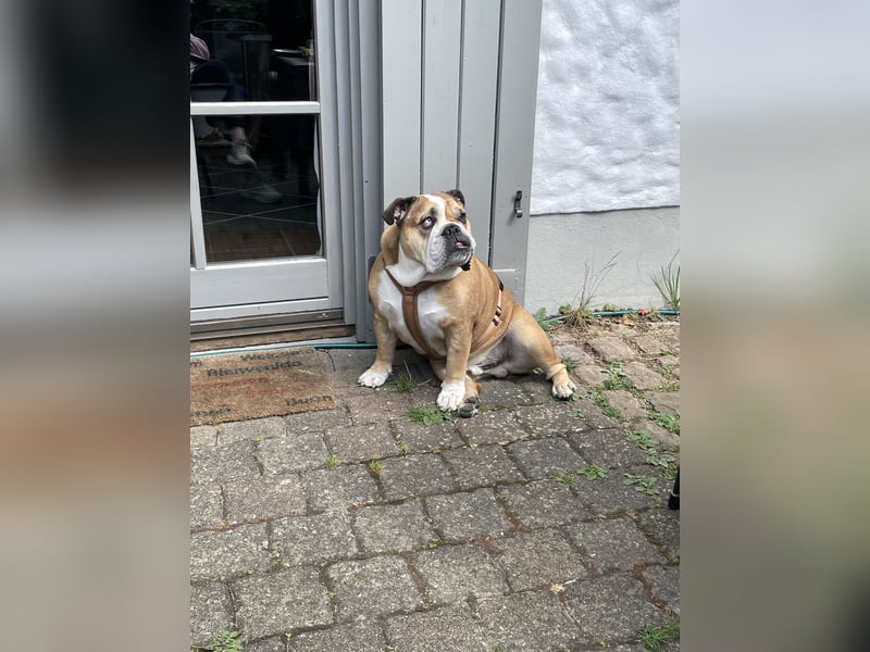 Engl. Bulldogge Hermann lebt auf Pflegestelle, 51766 Engelskirchen Loope