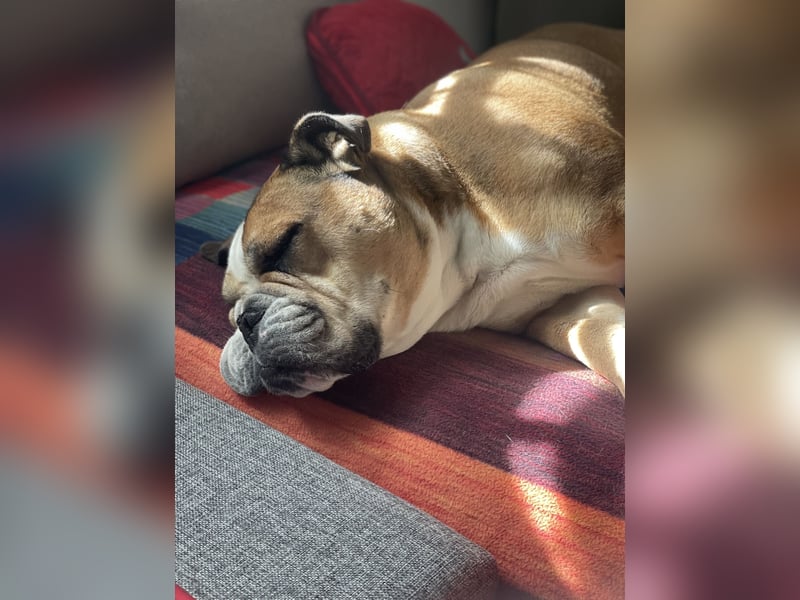 Engl. Bulldogge Hermann lebt auf Pflegestelle, 51766 Engelskirchen Loope