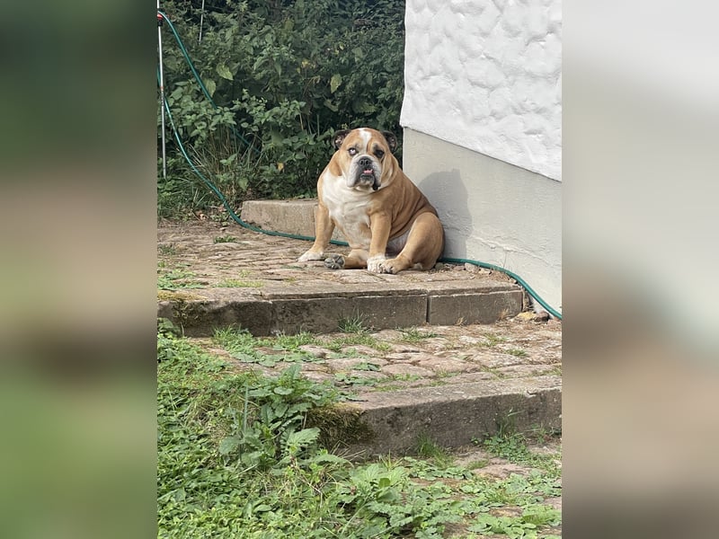Engl. Bulldogge Hermann lebt auf Pflegestelle, 51766 Engelskirchen Loope