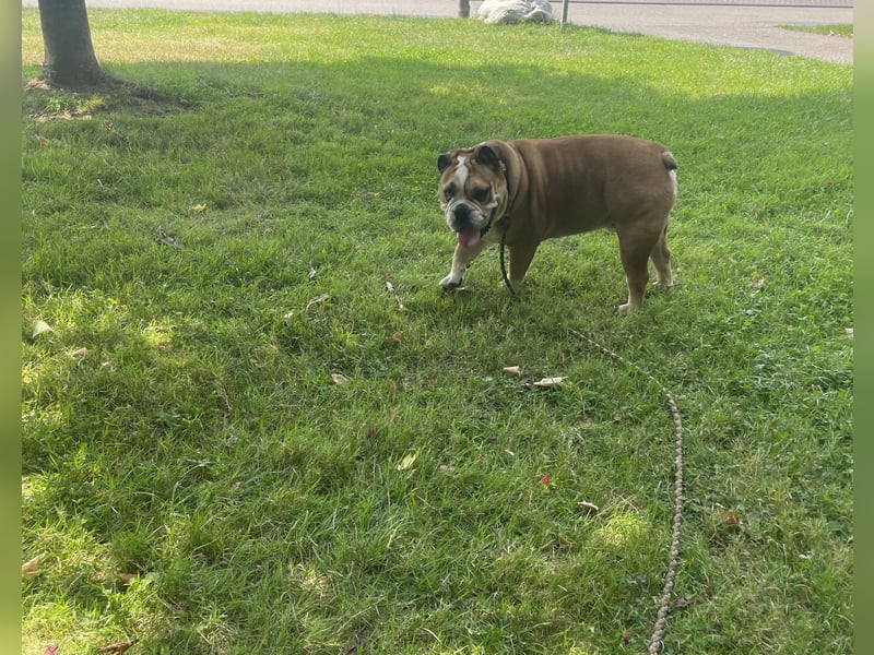 Engl. Bulldogge Hermann lebt auf Pflegestelle, 51766 Engelskirchen Loope