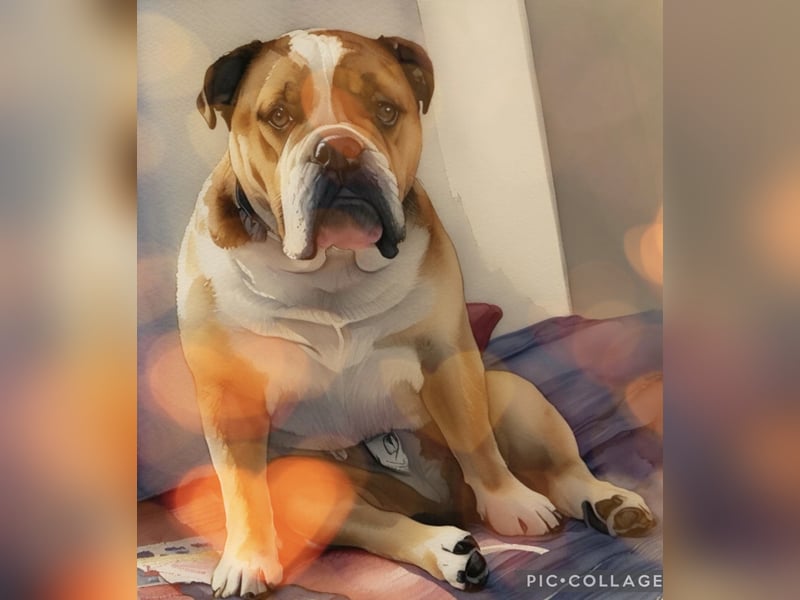 Engl. Bulldogge Hermann lebt auf Pflegestelle, 51766 Engelskirchen Loope