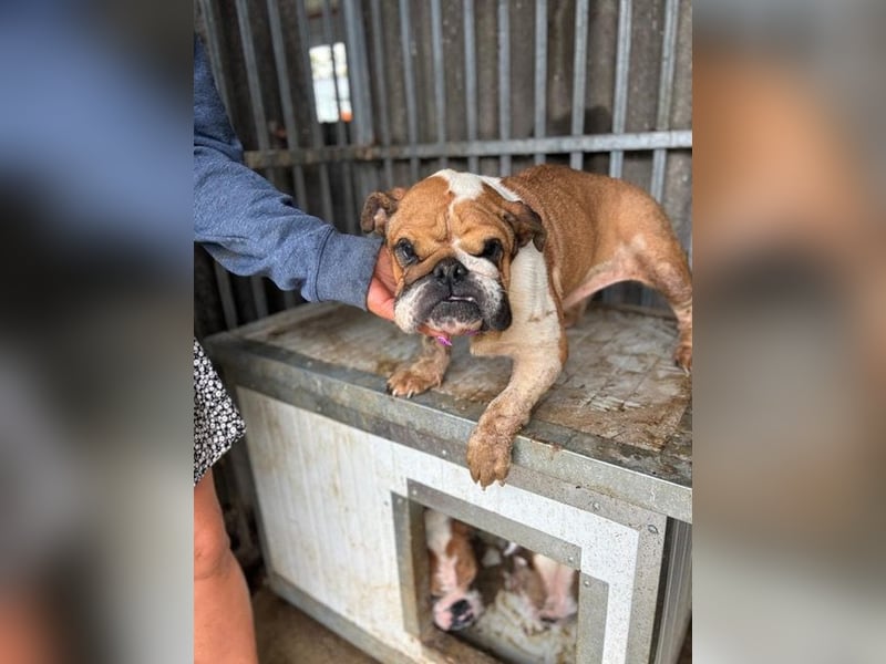 Passion, freundliches Englisch Bulldoggen Mädchen geb. 2018