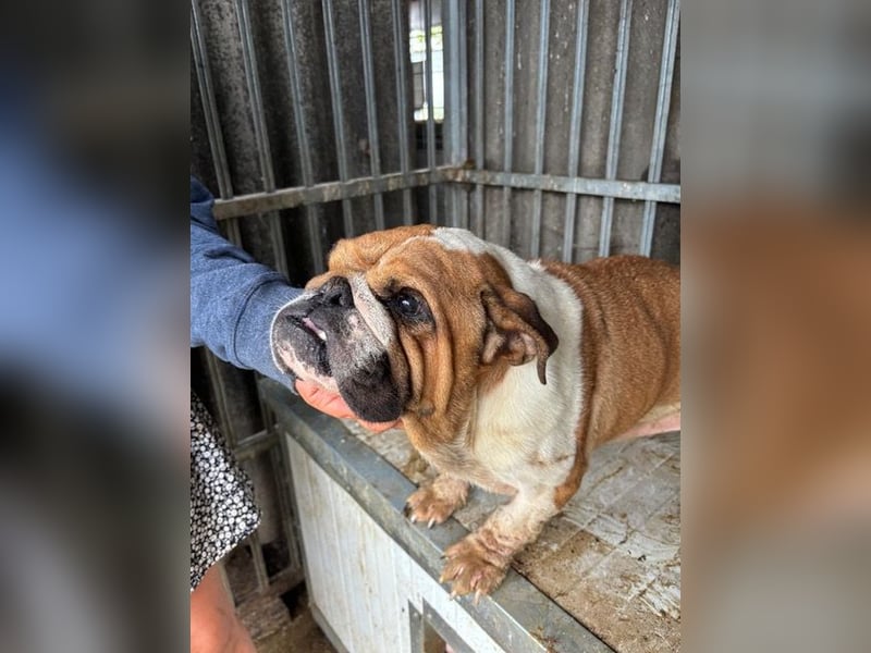 Passion, freundliches Englisch Bulldoggen Mädchen geb. 2018