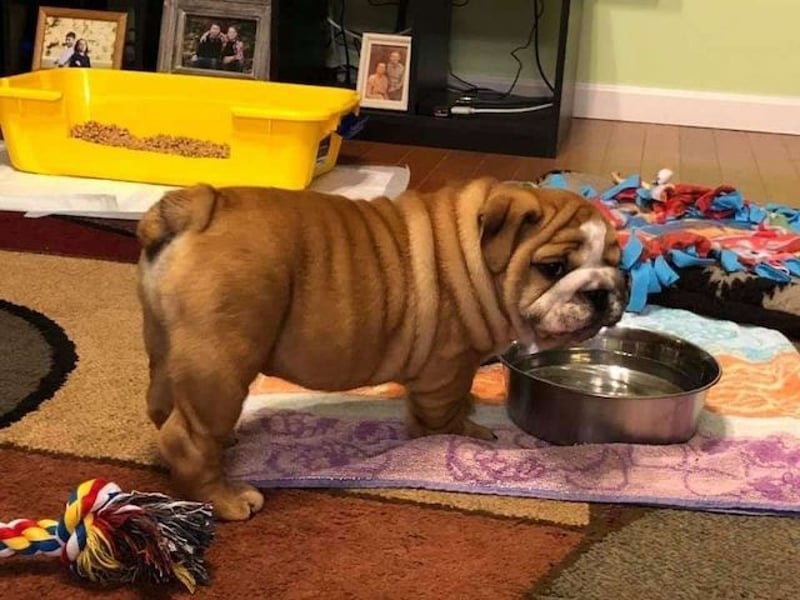 English Bulldogge    Hündin – geimpft, entwurmt, gechipt, mit EU-Heimtierausweis English Bulldogge    Hündin – geimpft, entwurmt, gechipt, mit EU-Heimtierausweis