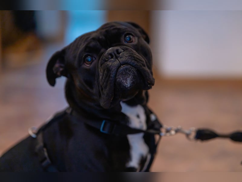 (OEB) Pablo sucht dringend ein neues Zuhause