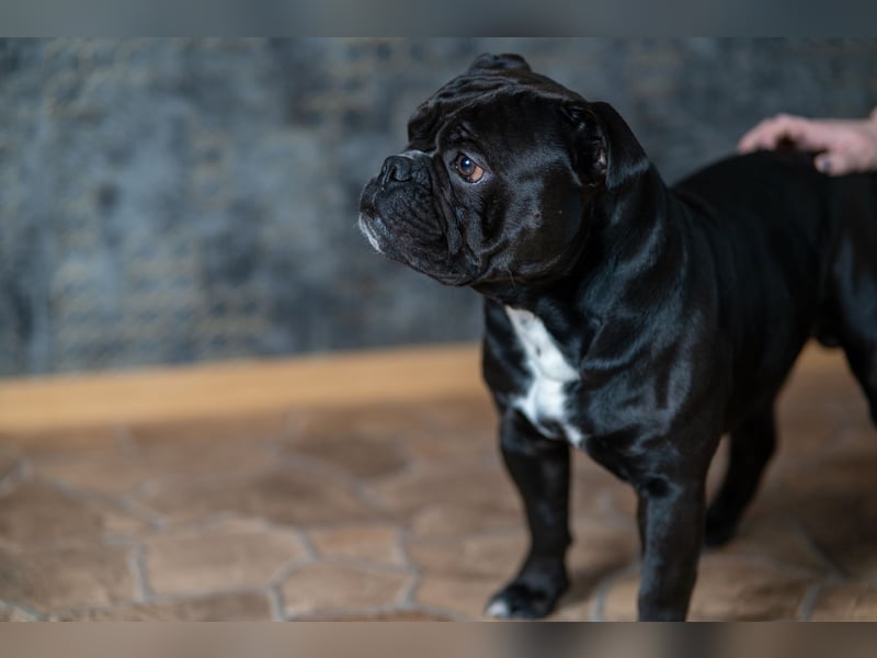 (OEB) Pablo sucht dringend ein neues Zuhause