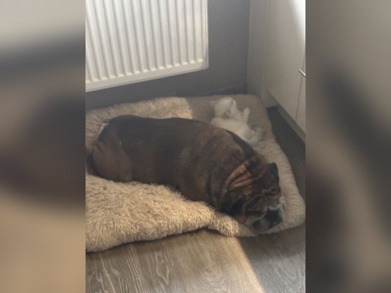 Old Englisch Bulldog Rüde