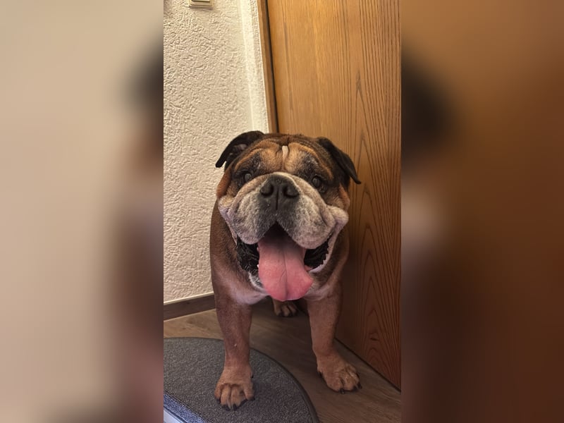 Old Englisch Bulldog Rüde