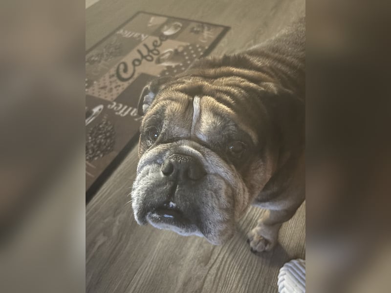 Bulldogge